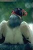 King Vulture (Sarcoramphus papa)