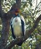 King Vulture (Sarcoramphus papa)