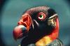 King Vulture (Sarcoramphus papa)