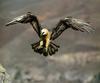 Lammergeier (Gypaetus barbatus)