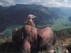 Eurasian Griffon Vulture (Gyps fulvus)