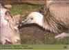 Eurasian Griffon Vulture flock (Gyps fulvus)