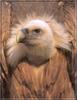 Eurasian Griffon Vulture flock (Gyps fulvus)