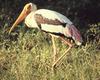 Painted Stork (Mycteria leucocephala)