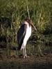 Marabou Stork (Leptoptilos crumeniferus)