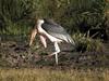 Marabou Stork (Leptoptilos crumeniferus)