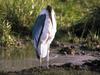 Marabou Stork (Leptoptilos crumeniferus)