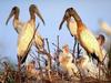 Wood Stork chicks (Mycteria americana)