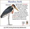 Marabou Stork (Leptoptilos crumeniferus)