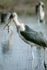 Marabou Stork (Leptoptilos crumeniferus)