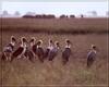 Marabou Storks (Leptoptilos crumeniferus)