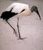 Wood Stork (Mycteria americana)