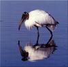 Wood Stork (Mycteria americana)