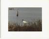 Wood Stork (Mycteria americana)