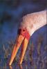 Yellow-billed Stork (Mycteria ibis)