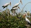 Yellow-billed Storks (Mycteria ibis)