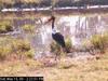 Saddle-billed Stork (Ephippiorhynchus senegalensis)