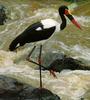 Saddle-billed Stork (Ephippiorhynchus senegalensis)