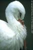 European White Stork (Ciconia ciconia)