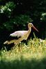 European White Stork (Ciconia ciconia)