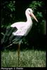 European White Stork (Ciconia ciconia)