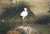 European White Stork (Ciconia ciconia)