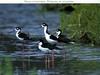 Black-winged Stilt flock (Himantopus himantopus)