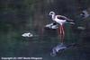 Black-winged Stilt (Himantopus himantopus)