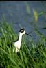 Black-necked Stilt (Himantopus mexicanus)