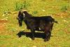 Domestic Goat (Capra hircus)