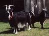 Domestic Goat (Capra hircus)