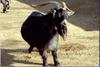 Domestic Goat (Capra hircus)