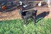 Domestic Goat (Capra hircus)