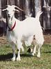 Domestic Goat (Capra hircus)