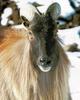 Himalayan Tahr (Hemitragus jemlahicus)