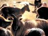 Himalayan Tahr (Hemitragus jemlahicus)