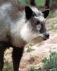 Japanese Serow  (Naemorhedus crispus)