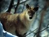 Japanese Serow  (Naemorhedus crispus)