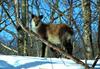 Japanese Serow  (Naemorhedus crispus)