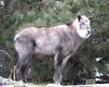 Japanese Serow  (Naemorhedus crispus)