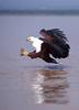 African Fish-eagle (Haliaeetus vocifer)