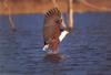 African Fish-eagle (Haliaeetus vocifer)