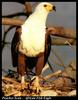 African Fish-eagle (Haliaeetus vocifer)