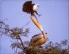 African Fish-eagle (Haliaeetus vocifer) & Pelican