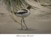 American Avocet (Recurvirostra americana)