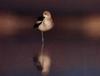 American Avocet (Recurvirostra americana)