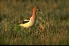 American Avocet (Recurvirostra americana)