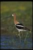 American Avocet (Recurvirostra americana)