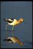 American Avocet (Recurvirostra americana)