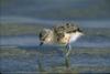 American Avocet chick (Recurvirostra americana)